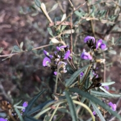 Glycine clandestina at Ainslie, ACT - 17 Oct 2019 08:45 AM