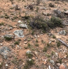 Tiliqua rugosa (Shingleback Lizard) at Ainslie, ACT - 12 Oct 2019 by JessGio