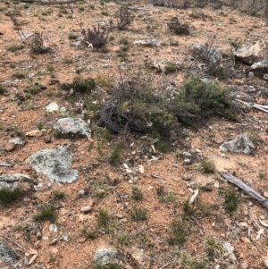 Tiliqua rugosa at Ainslie, ACT - 12 Oct 2019 10:15 AM