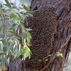 Apis mellifera (European honey bee) at ANBG - 24 Oct 2019 by RodDeb