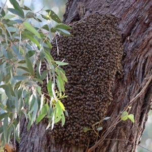 Apis mellifera at Acton, ACT - 25 Oct 2019 07:58 AM