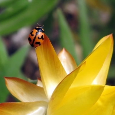 Coccinella transversalis (Transverse Ladybird) at ANBG - 25 Oct 2019 by RodDeb