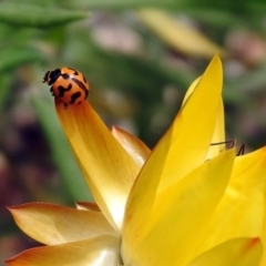 Coccinella transversalis at Acton, ACT - 25 Oct 2019