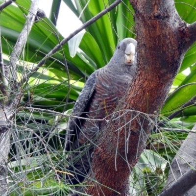 Callocephalon fimbriatum (Gang-gang Cockatoo) at Acton, ACT - 24 Oct 2019 by RodDeb