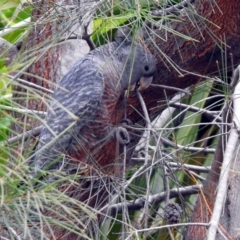 Callocephalon fimbriatum at Acton, ACT - suppressed