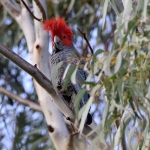 Callocephalon fimbriatum at Acton, ACT - suppressed