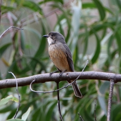 Pachycephala rufiventris (Rufous Whistler) at Acton, ACT - 24 Oct 2019 by RodDeb