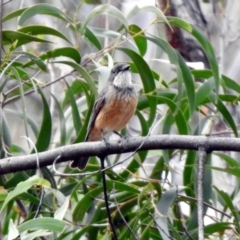 Pachycephala rufiventris at Acton, ACT - 25 Oct 2019