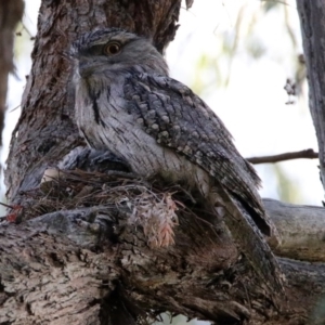 Podargus strigoides at Acton, ACT - 25 Oct 2019