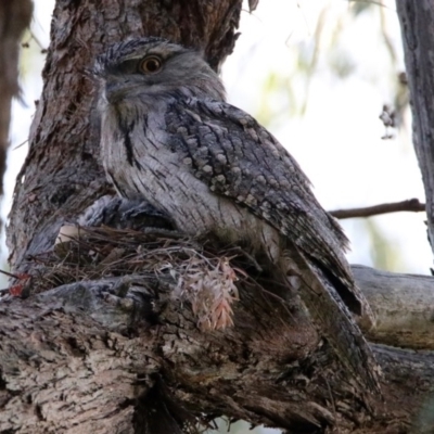 Podargus strigoides (Tawny Frogmouth) at ANBG - 24 Oct 2019 by RodDeb