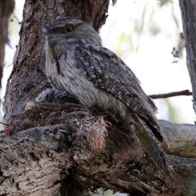 Podargus strigoides (Tawny Frogmouth) at Acton, ACT - 24 Oct 2019 by RodDeb
