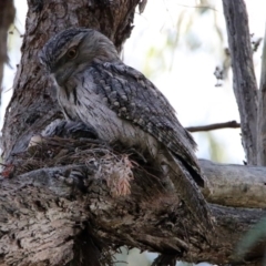 Podargus strigoides at Acton, ACT - 25 Oct 2019