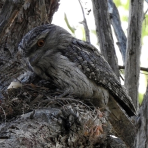 Podargus strigoides at Acton, ACT - 25 Oct 2019