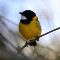 Pachycephala pectoralis (Golden Whistler) at ANBG - 24 Oct 2019 by RodDeb