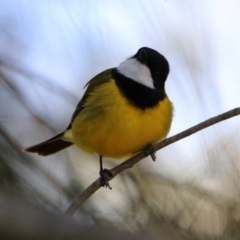 Pachycephala pectoralis at Acton, ACT - 25 Oct 2019