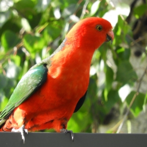 Alisterus scapularis at North Batemans Bay, NSW - 20 Oct 2019