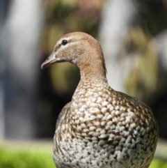 Chenonetta jubata (Australian Wood Duck) at North Batemans Bay, NSW - 20 Oct 2019 by MatthewFrawley