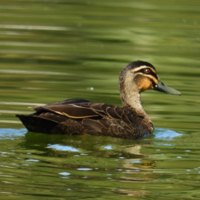 Anas superciliosa (Pacific Black Duck) at North Batemans Bay, NSW - 20 Oct 2019 by MatthewFrawley