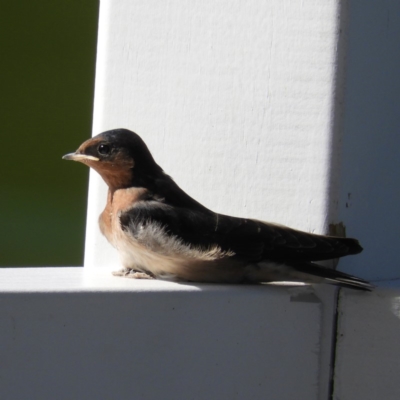 Hirundo neoxena (Welcome Swallow) at North Batemans Bay, NSW - 20 Oct 2019 by MatthewFrawley