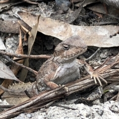 Rankinia diemensis (Mountain Dragon) at Morton National Park - 25 Oct 2019 by RK