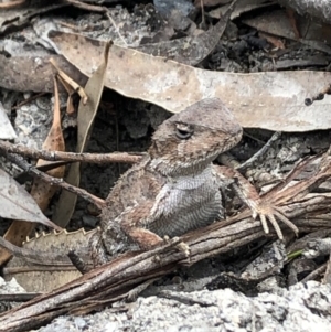 Rankinia diemensis at Wingecarribee Local Government Area - 25 Oct 2019