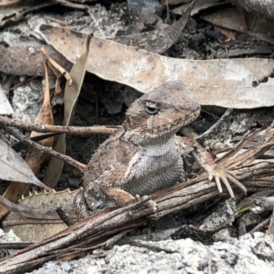 Rankinia diemensis (Mountain Dragon) at Wingello - 25 Oct 2019 by RK