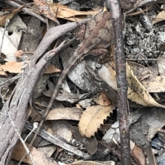 Rankinia diemensis at Wingecarribee Local Government Area - 25 Oct 2019 12:00 PM