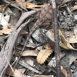 Rankinia diemensis at Wingecarribee Local Government Area - 25 Oct 2019