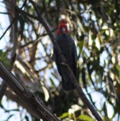 Callocephalon fimbriatum (Gang-gang Cockatoo) at Hughes Grassy Woodland - 25 Oct 2019 by LisaH