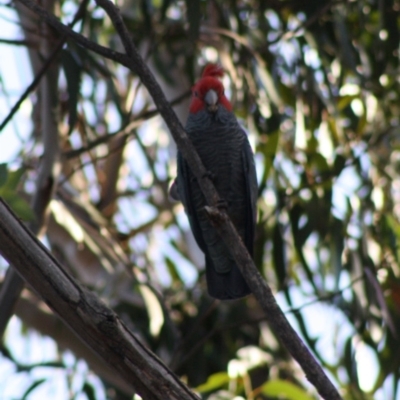 Callocephalon fimbriatum (Gang-gang Cockatoo) at Hughes, ACT - 26 Oct 2019 by LisaH