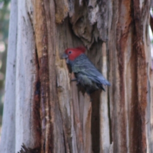 Callocephalon fimbriatum at Hughes, ACT - suppressed