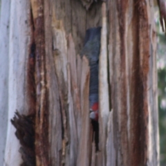 Callocephalon fimbriatum at Hughes, ACT - suppressed