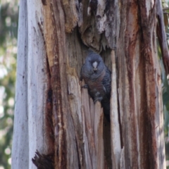 Callocephalon fimbriatum at Hughes, ACT - suppressed