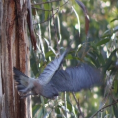 Callocephalon fimbriatum at Hughes, ACT - suppressed