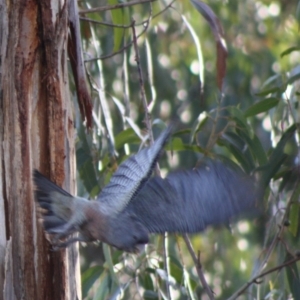 Callocephalon fimbriatum at Hughes, ACT - suppressed