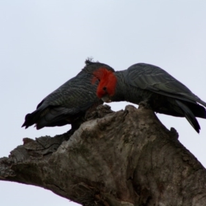 Callocephalon fimbriatum at Deakin, ACT - 14 Oct 2019