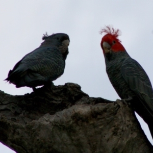 Callocephalon fimbriatum at Deakin, ACT - 14 Oct 2019