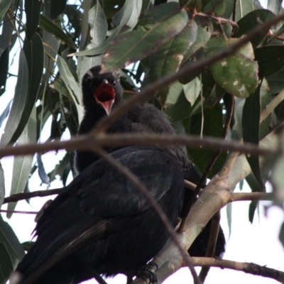 Corcorax melanorhamphos (White-winged Chough) at Hughes Grassy Woodland - 14 Oct 2019 by LisaH