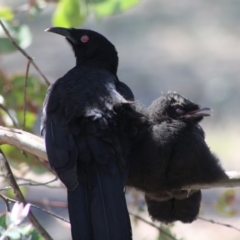 Corcorax melanorhamphos (White-winged Chough) at Red Hill to Yarralumla Creek - 15 Oct 2019 by LisaH