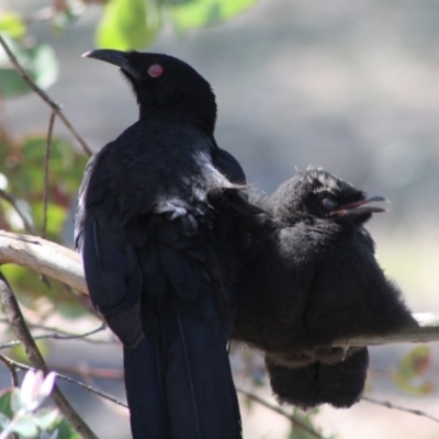 Corcorax melanorhamphos (White-winged Chough) at Hughes, ACT - 15 Oct 2019 by LisaH