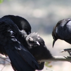 Corcorax melanorhamphos at Hughes, ACT - 15 Oct 2019 01:23 PM