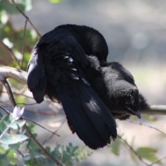 Corcorax melanorhamphos at Hughes, ACT - 15 Oct 2019 01:23 PM