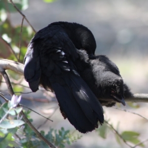 Corcorax melanorhamphos at Hughes, ACT - 15 Oct 2019 01:23 PM