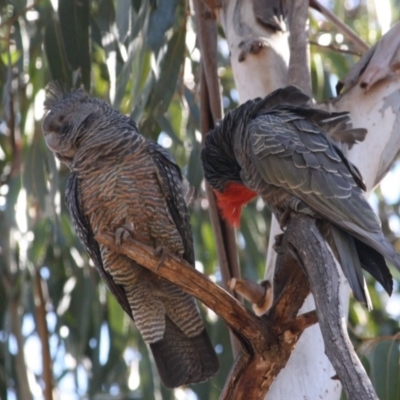 Callocephalon fimbriatum (Gang-gang Cockatoo) at Red Hill to Yarralumla Creek - 22 Oct 2019 by LisaH