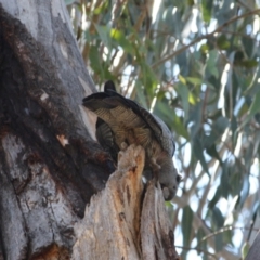 Callocephalon fimbriatum at Hughes, ACT - 22 Oct 2019