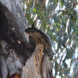 Callocephalon fimbriatum at Hughes, ACT - 22 Oct 2019