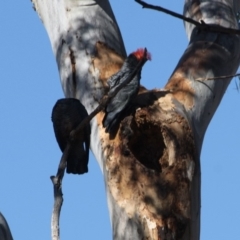 Callocephalon fimbriatum (Gang-gang Cockatoo) at Red Hill to Yarralumla Creek - 22 Oct 2019 by LisaH