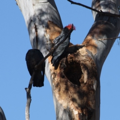 Callocephalon fimbriatum (Gang-gang Cockatoo) at Red Hill to Yarralumla Creek - 22 Oct 2019 by LisaH