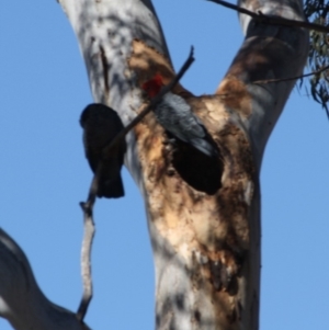 Callocephalon fimbriatum at Hughes, ACT - 22 Oct 2019