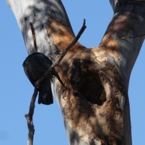 Callocephalon fimbriatum at Hughes, ACT - 22 Oct 2019